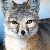 Kit Fox Nua